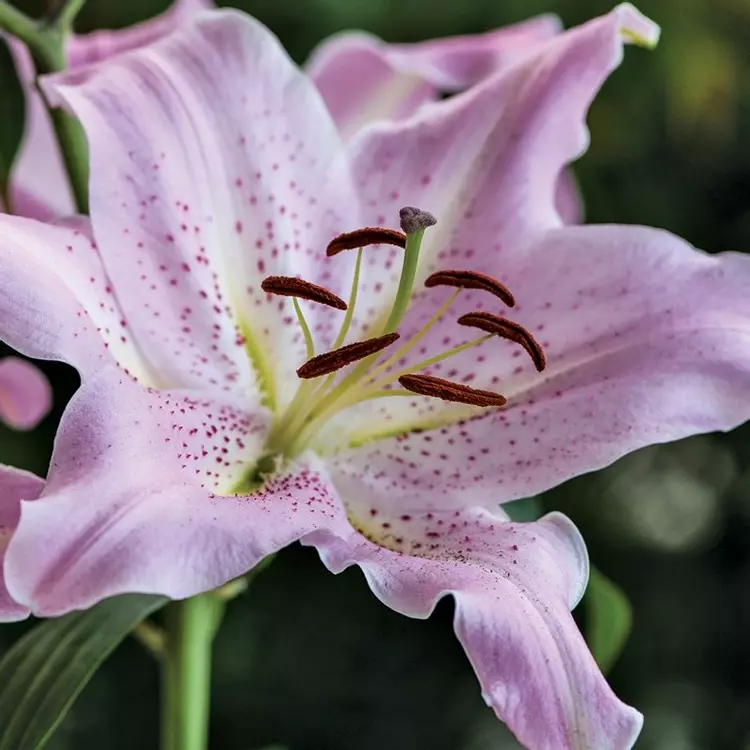 Oriental Lilium Josephine | de Jager
